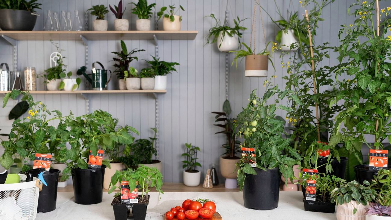 Healthy and Fresh tomatoes are placed on the chopping board