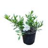 2L Radicans - Gardenia radicans
