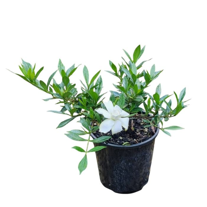 2L Radicans - Gardenia radicans