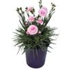 1.9L Dianthus Candy Floss