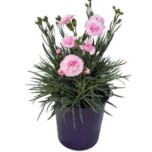 1.9L Dianthus Candy Floss
