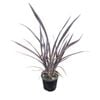 1.3L Black Rage Flax - Phormium Black Rage