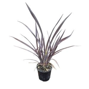 1.3L Black Rage Flax - Phormium Black Rage