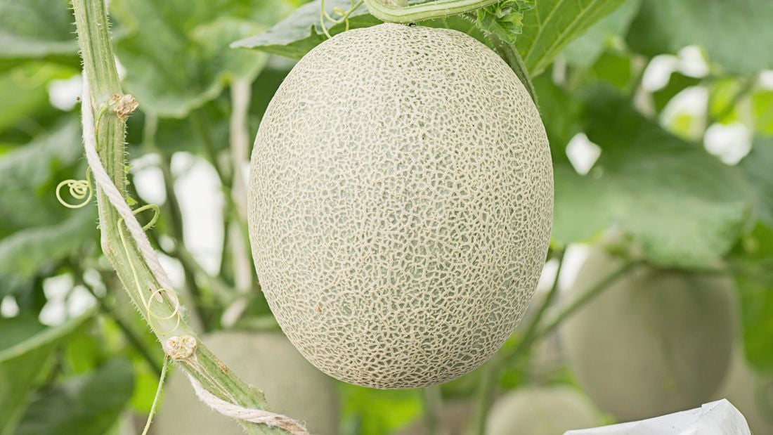 Close up of a rockmelon on the vine with green leaves in the background.