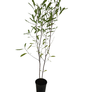 2.5L Dodonaea Assorted