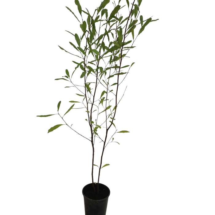 2.5L Dodonaea Assorted