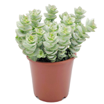 170mm Premium Assorted Crassula