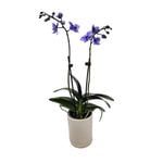 90mm Watercolour Purple Mini Orchid - Phalaenopsis In Ceramic