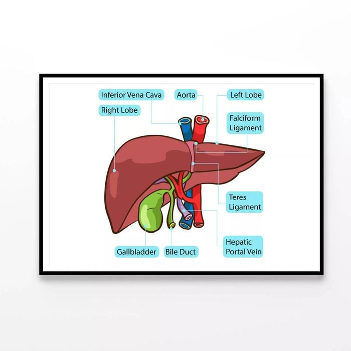 Human Liver Gallbladder Diagram  Print 100% Australian Made 90x60cm  (Poster)