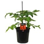 180mm Tomato Roma - Lycopersicon esculentum