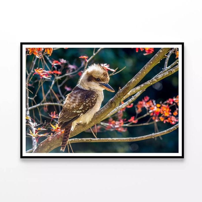 Bird On Branch Red With Flower  Print 100% Australian Made 120x90cm  (poster)