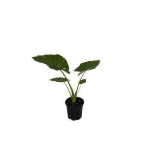 200mm Giant Taro - Alocasia macrorrhizos