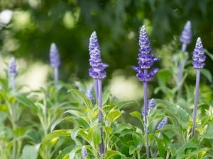 Lavender with purple flowers