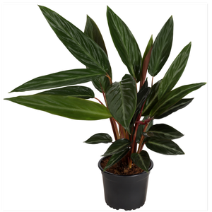 170mm Prayer Plant - Stromanthe sanguinea Stripestar