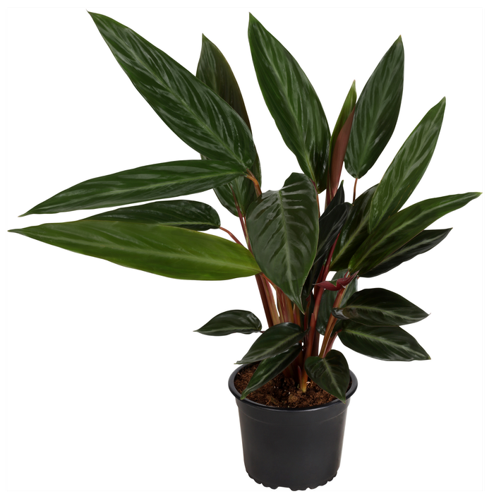 170mm Prayer Plant - Stromanthe sanguinea Stripestar