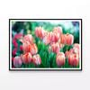 Lady Tulip Flowers Blooming  Print 100% Australian Made 90x60cm  (Poster)
