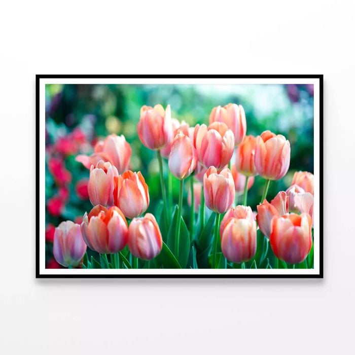 Lady Tulip Flowers Blooming  Print 100% Australian Made 90x60cm  (Poster)