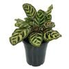 180mm Peacock Plant - Calathea Makoyana