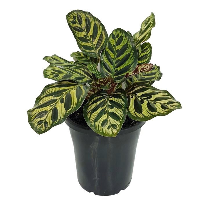 180mm Peacock Plant - Calathea Makoyana