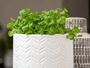 Coriander in a pot.