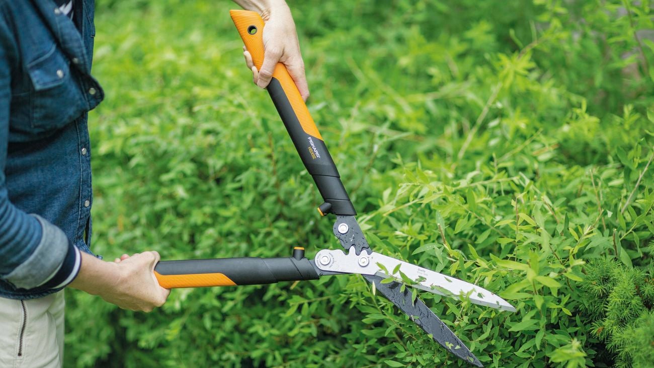 Using hedge shears to prune a hedge