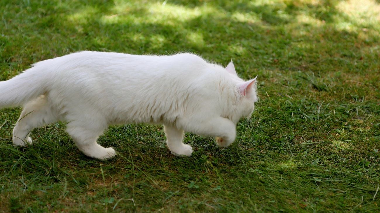 Cat walking on green grass