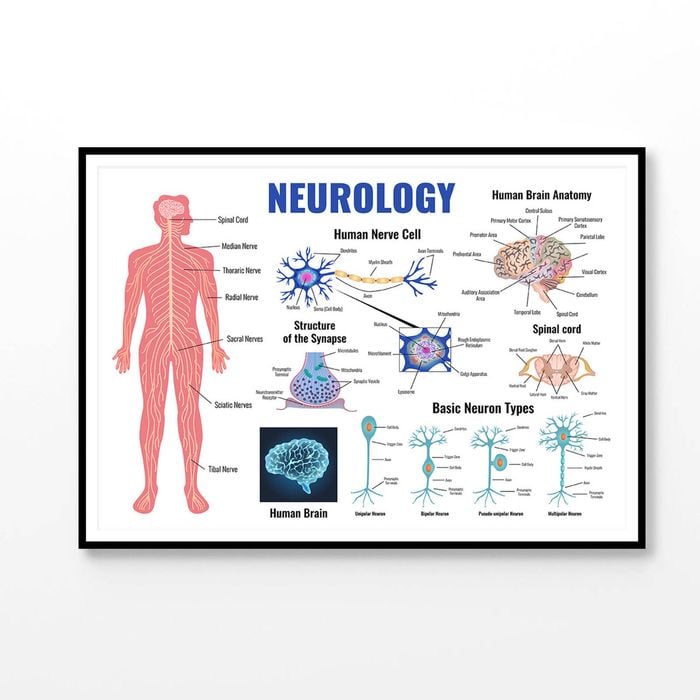 Neurology Parts of Human Body Print 100% Australian Made 90x60cm (Poster)