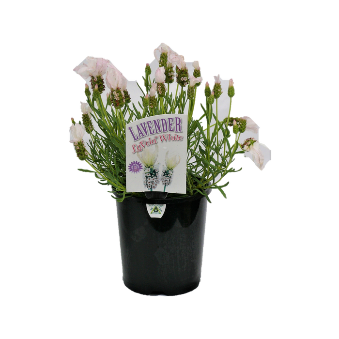 1.5L White Lavender - Lavandula