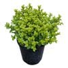 2L Frankies Folly - Pittosporum tenuifolium Little Gem
