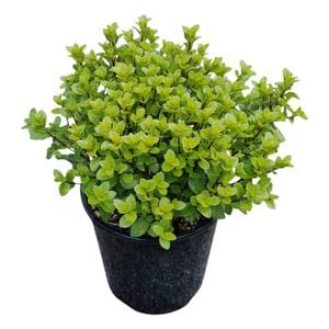 2L Frankies Folly - Pittosporum tenuifolium Little Gem
