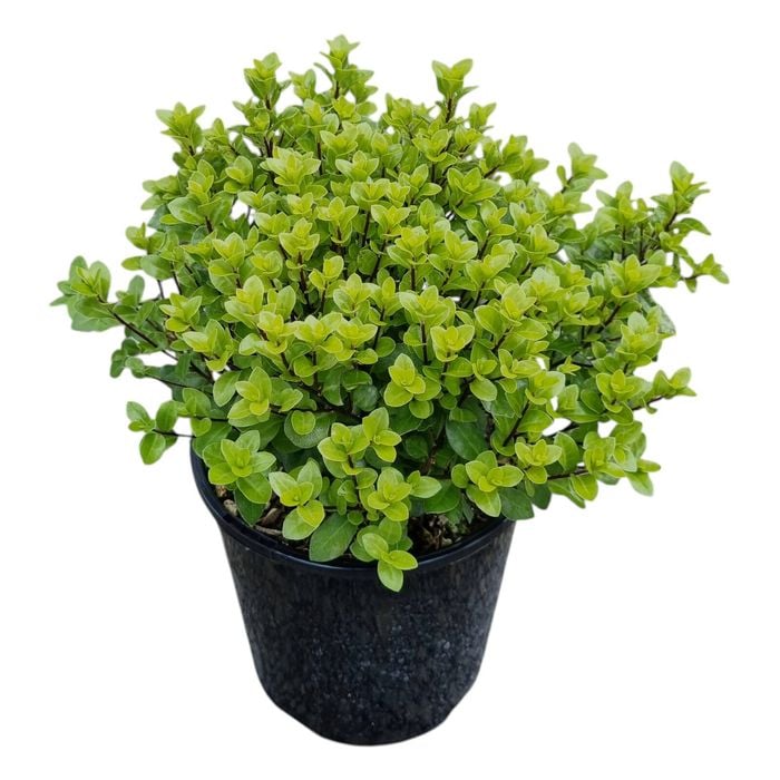 2L Frankies Folly - Pittosporum tenuifolium Little Gem