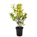 180mm Citrus Dwarf Lemonicious - Citrus meyer