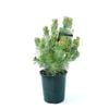 150mm Albany Woollybush - Adenanthos sericeus