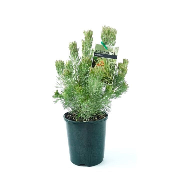 150mm Albany Woollybush - Adenanthos sericeus