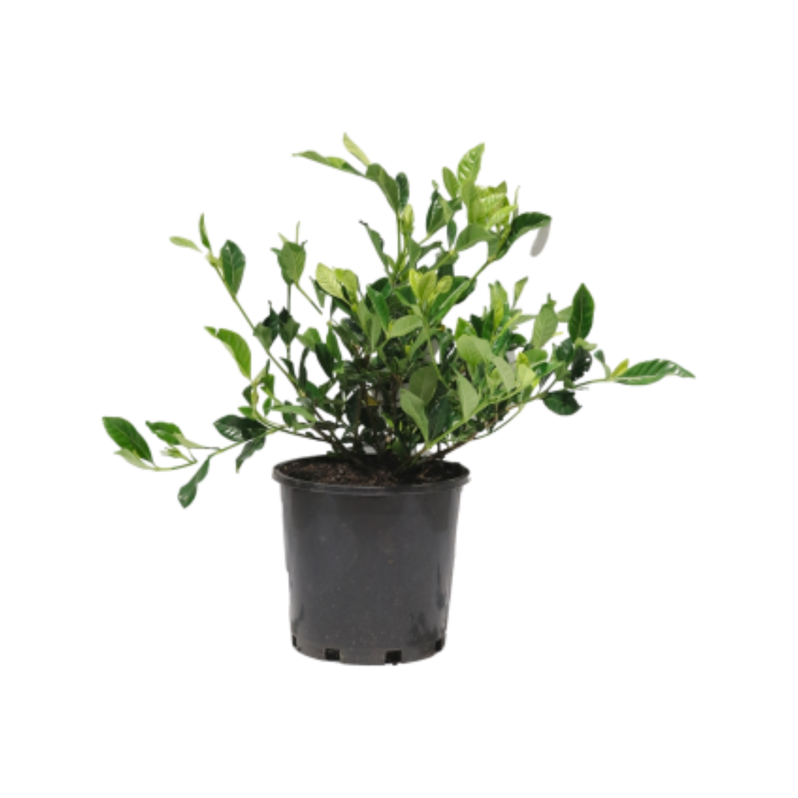 200mm Gardenia - Gardenia jasminoides