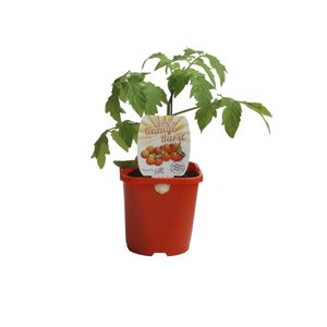 125mm Tomato Orange Burst - Lycopersicon esculentum