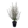 3.3L Corokia Frosted Chocolate