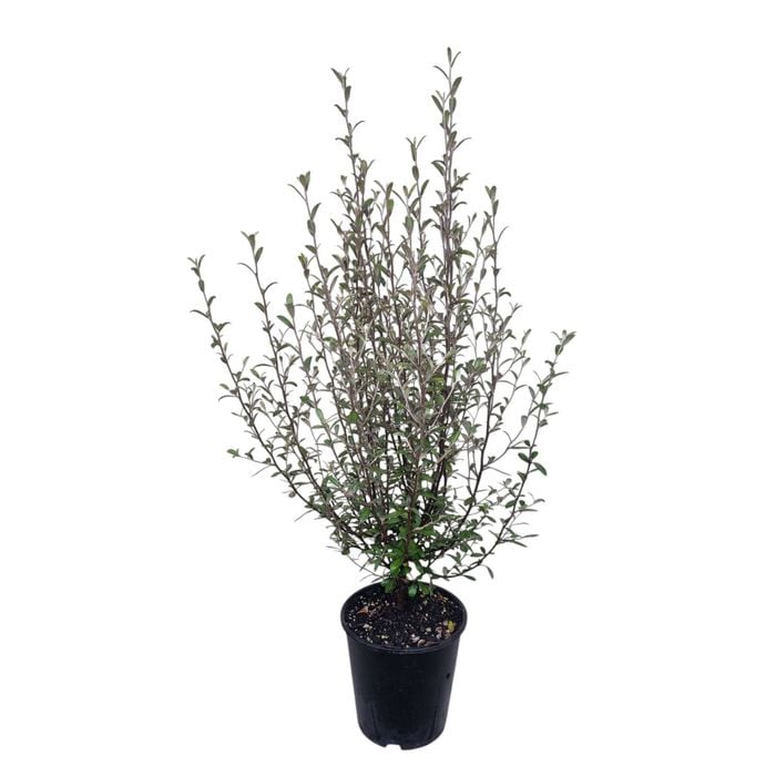 3.3L Corokia Frosted Chocolate