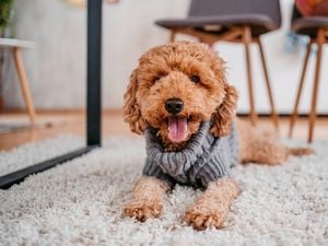  tan, fluffy dog sits on a fluffy mat wearing grey knitted pet clothes to keep it warm from the winter cold