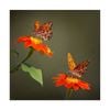 Artey | Butterfly Portrait VI - Stretched Canvas - Stretched Canvas - 100 x 100cm