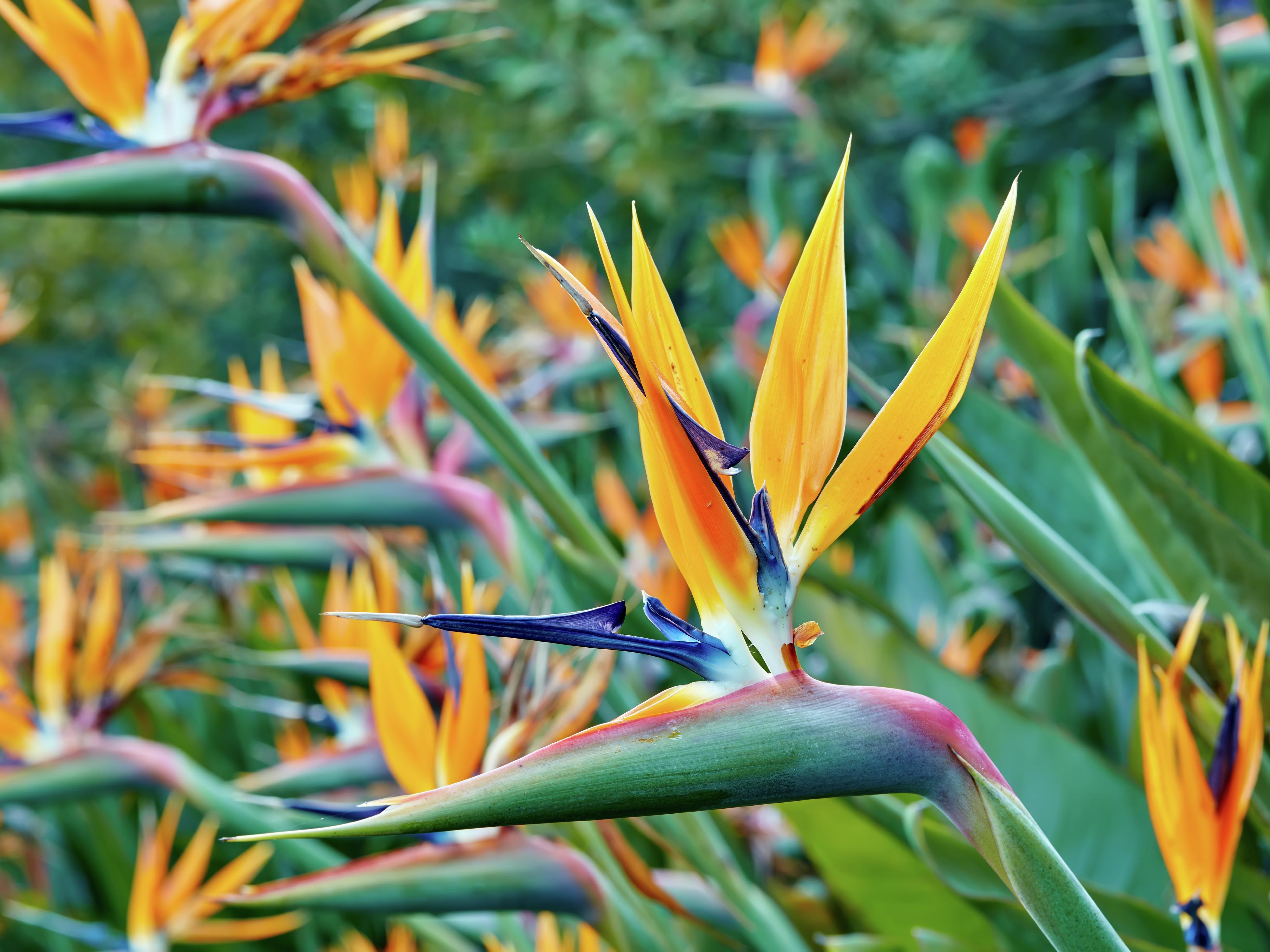 How To Grow And Prune A Bird Of Paradise - Bunnings New Zealand
