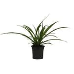 120mm Green Spider Plant - Chlorophytum comosum
