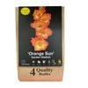 Yarra Valley Bulbs Gladioli Orange Sun - 4 Pack