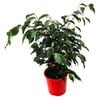 120mm Weeping Fig - Ficus benjamina Exotica