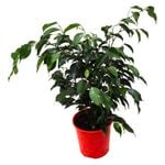 120mm Weeping Fig - Ficus benjamina Exotica