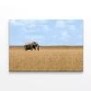 Elephant Walking Through Grass   Print 100% Australian Made 150 x 100cm  (Stretched)
