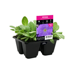 4 Cell Petunia Crazy Sky Blue Improved - Petunia hybrida