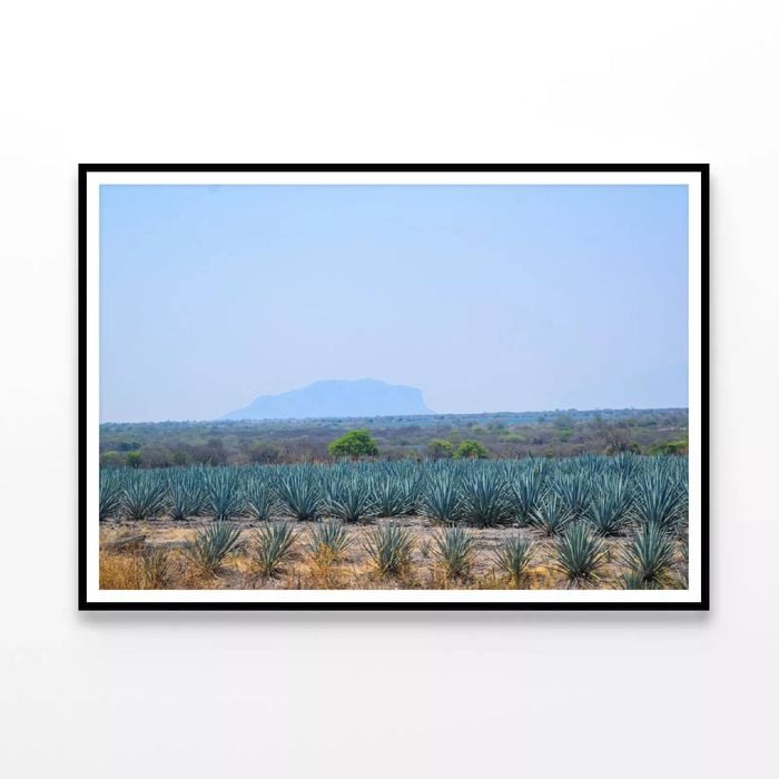 Green Plants with a Mountain   Print 100% Australian Made 120x90cm  (Poster)