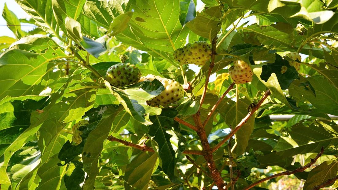 A noni tree with large green leaves and fruit