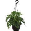 140mm Monkey Mask - Monstera